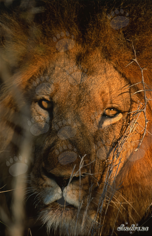 Majestic lion portrait in the warm morning light