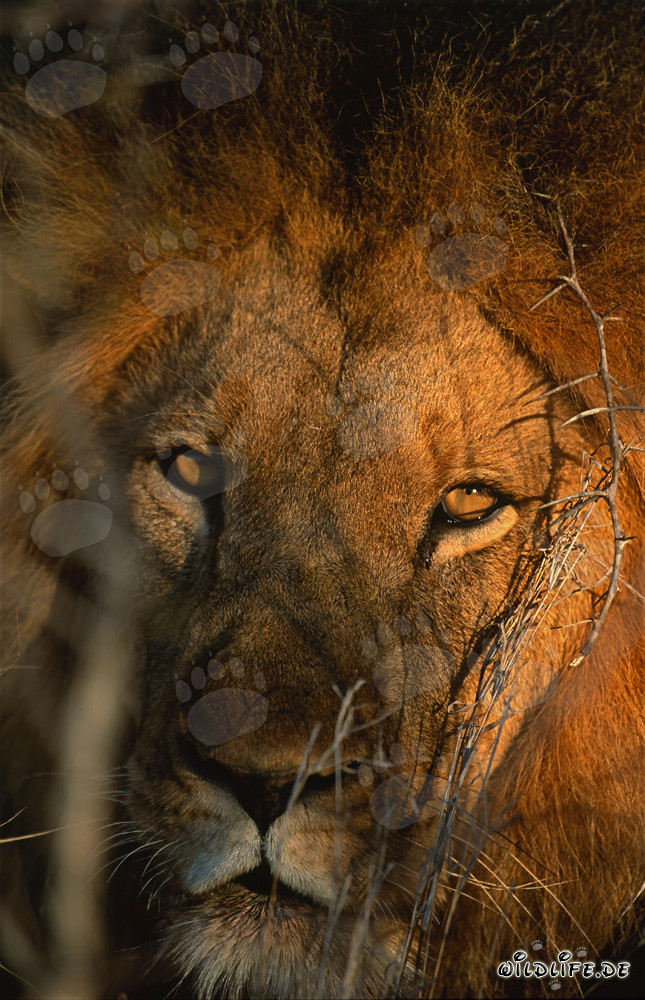 Majestic Lion Eyes in the Dry Bush