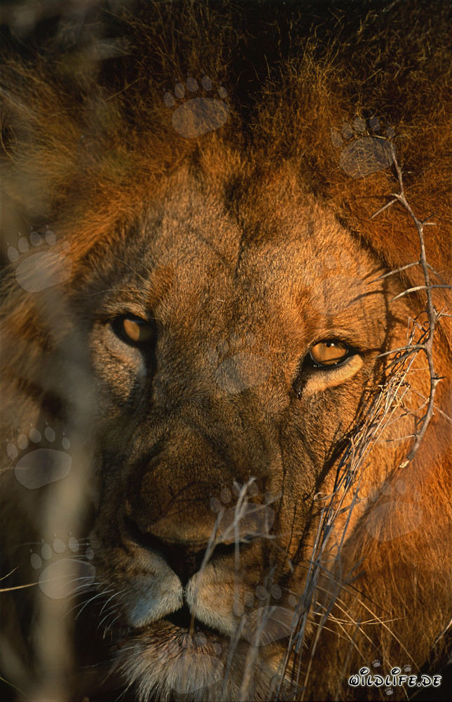 Ojos majestuosos del león en el arbusto seco