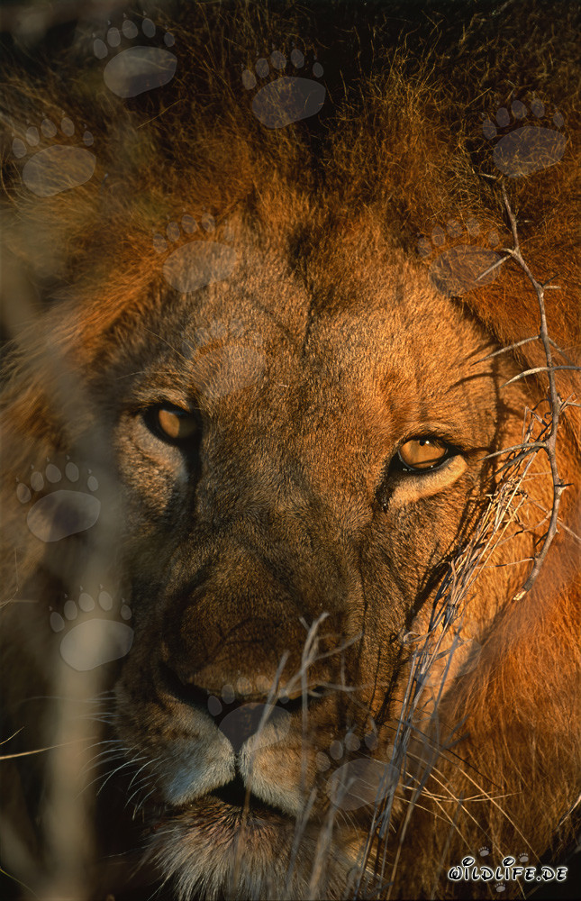 Les yeux majestueux du lion dans le buisson sec