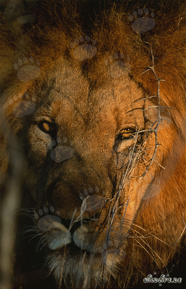 León africano majestuoso al amanecer