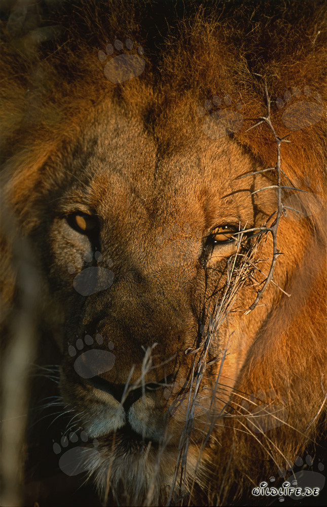 Lion africain majestueux au lever du soleil