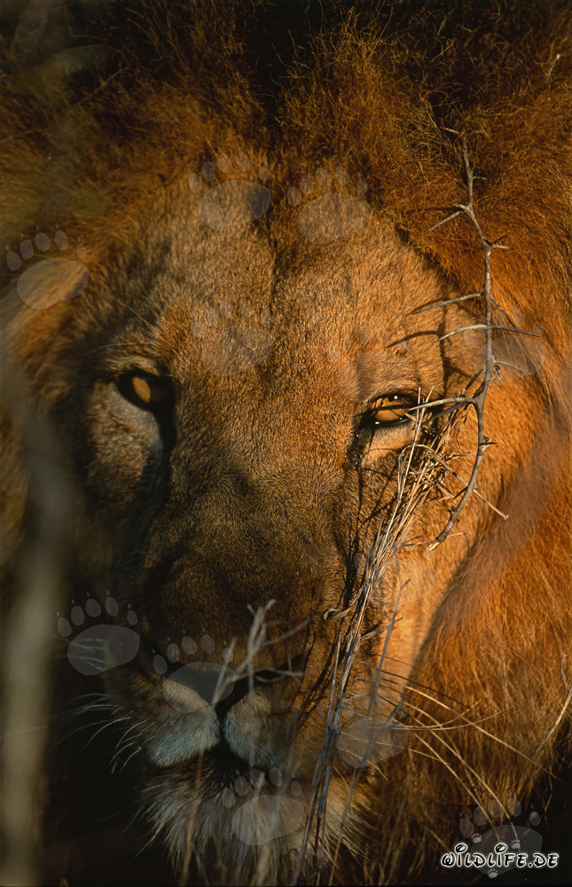 Maestoso leone africano all'alba