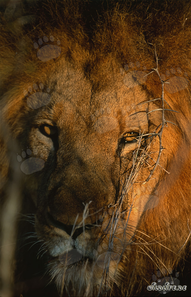 Majestic Male Lion at Sunrise