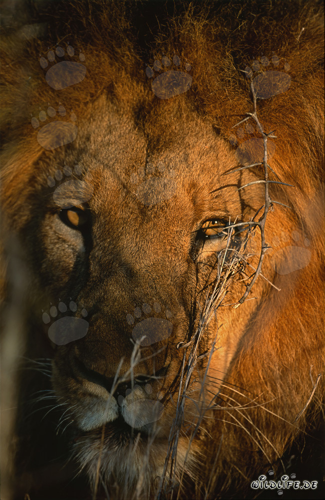Majestic Portrait of Lion at Sunrise