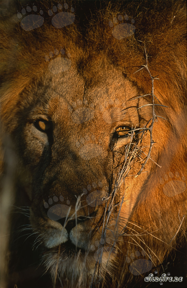 Portrait majestueux d'un lion au lever du soleil