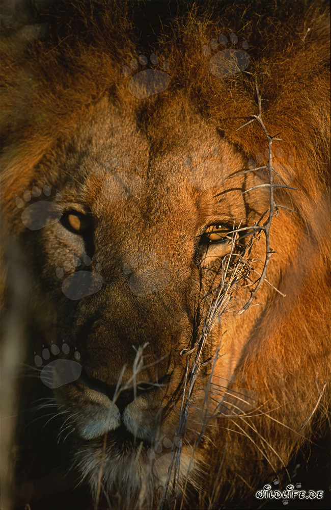 Retrato majestuoso de un león al amanecer