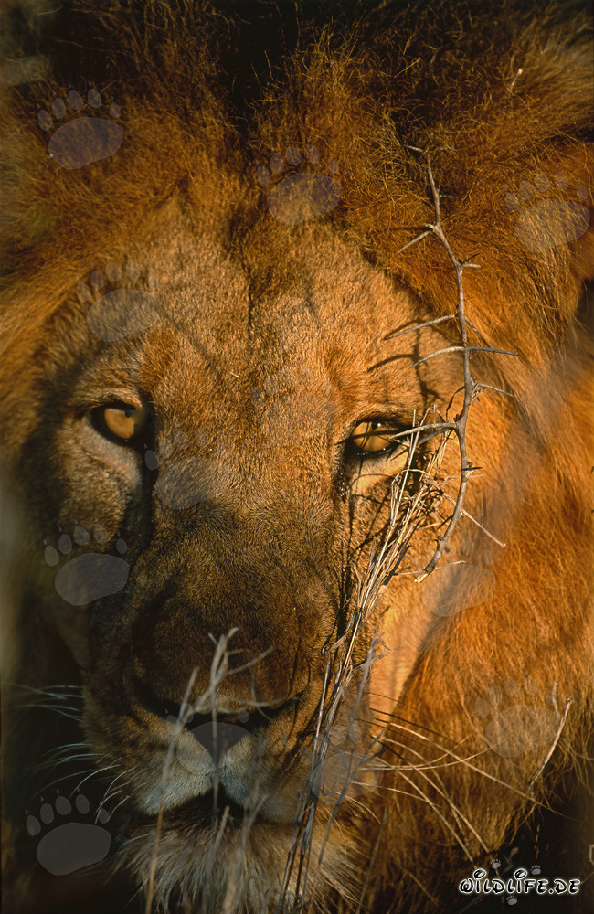 Osservare un leone nella savana