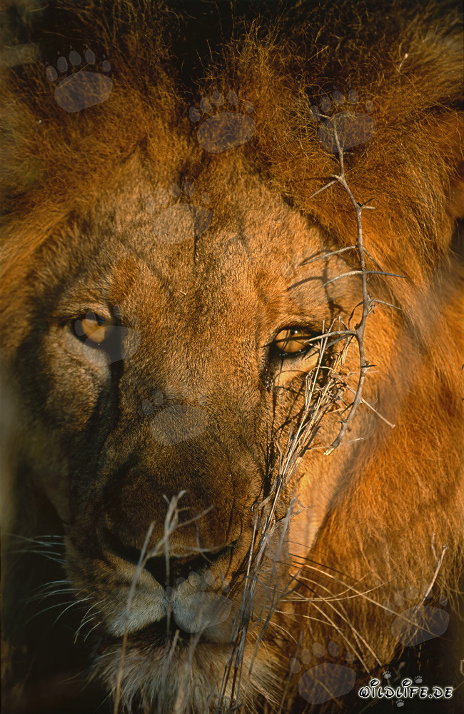 Observer un lion dans la savane