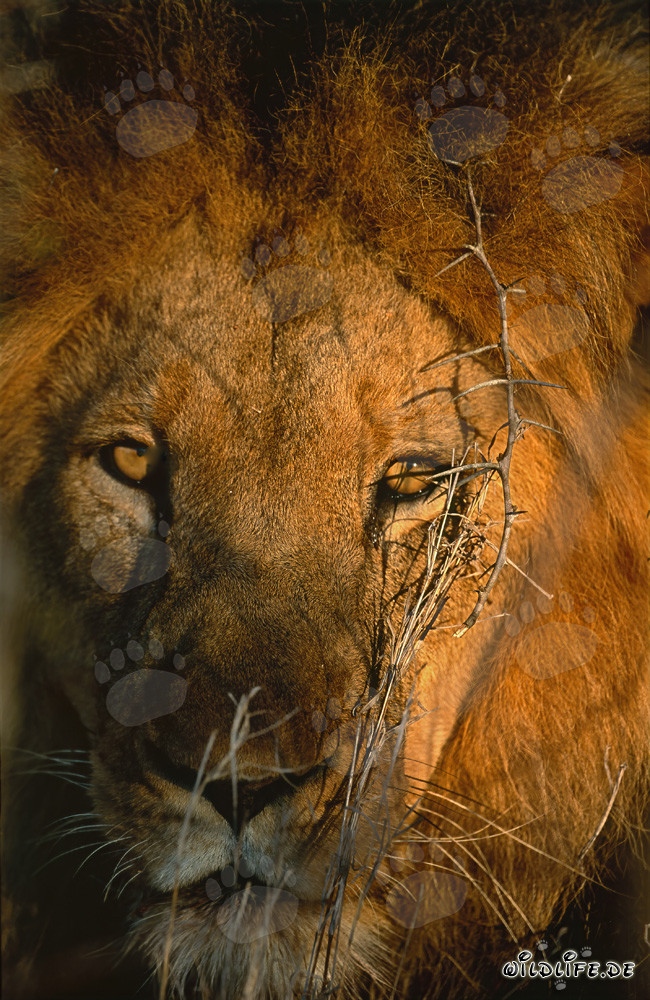 Observing a lion in the savanna