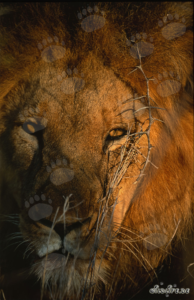 Majestic lion in the golden morning light