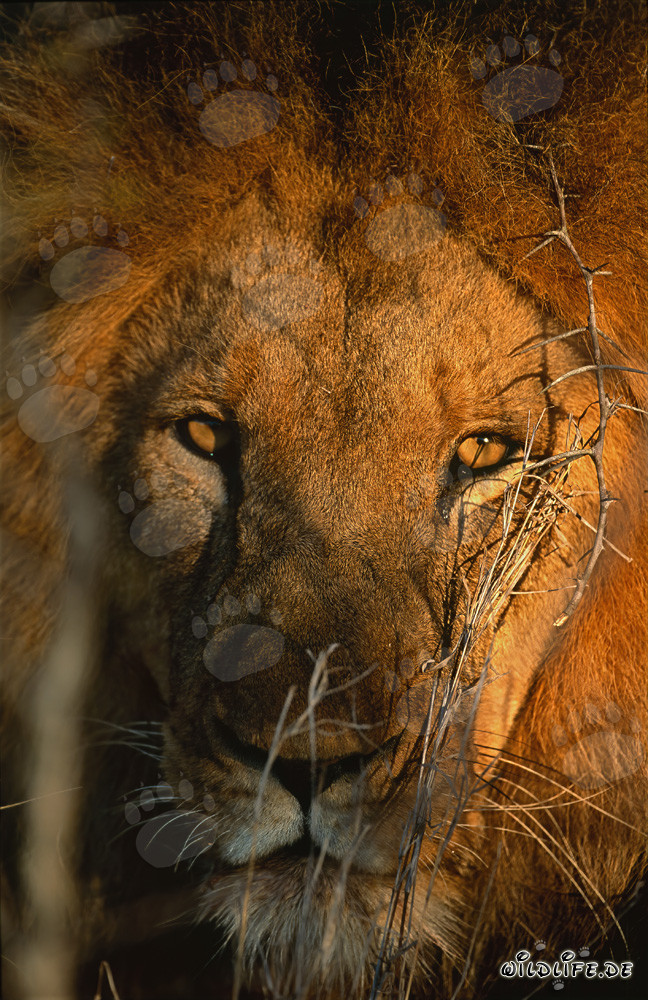 Contact visuel fascinant avec le majestueux lion