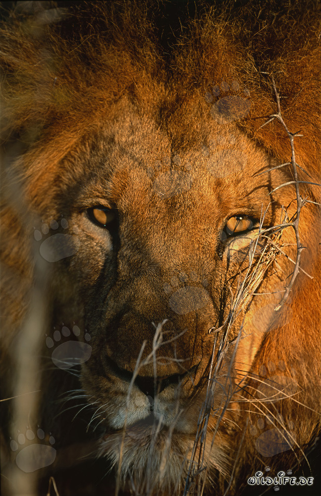 Contacto visual fascinante con el majestuoso león