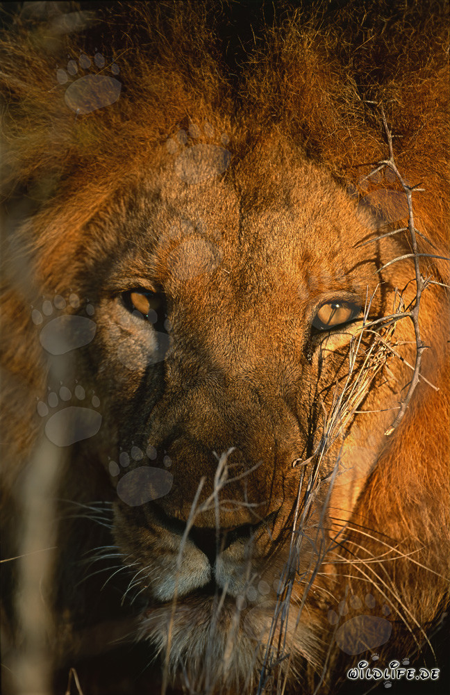 Contatto visivo affascinante con il maestoso leone