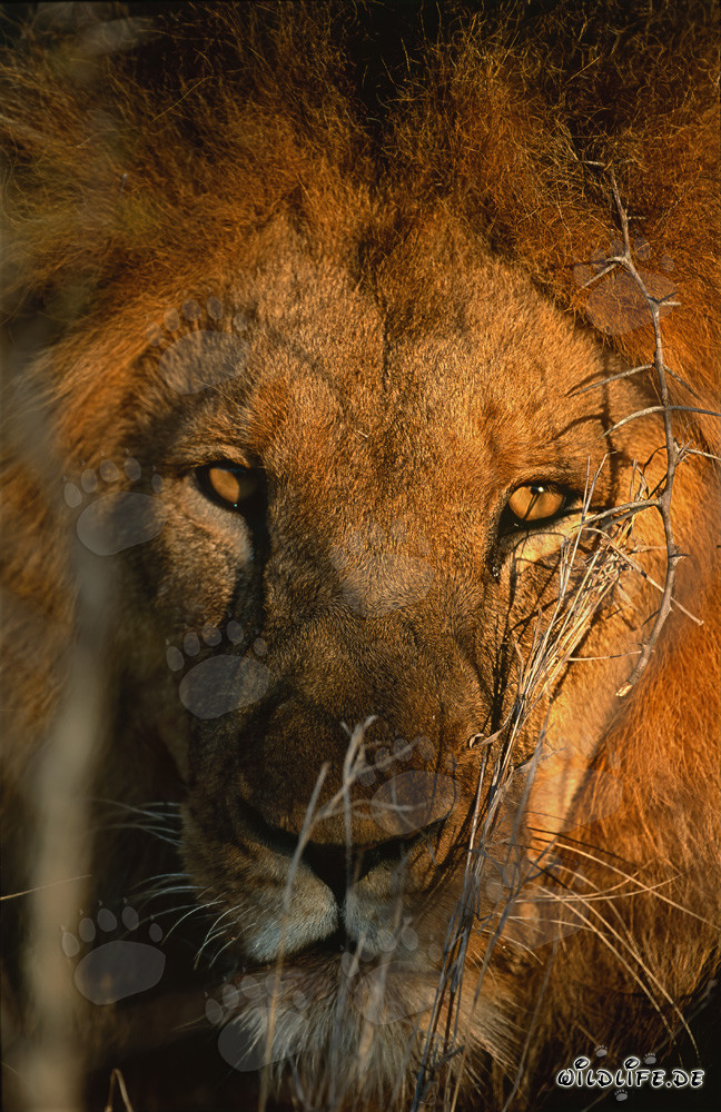 Fascinating Eye Contact with the Majestic Lion