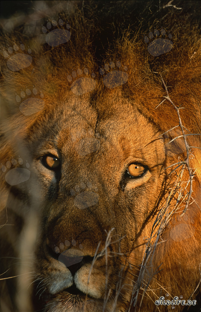 Lion majestueux à l'aube