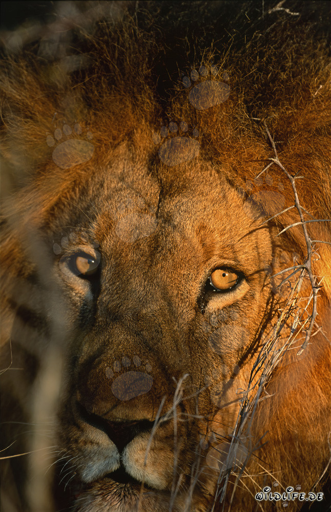 Majestic Lion in the Morning Light