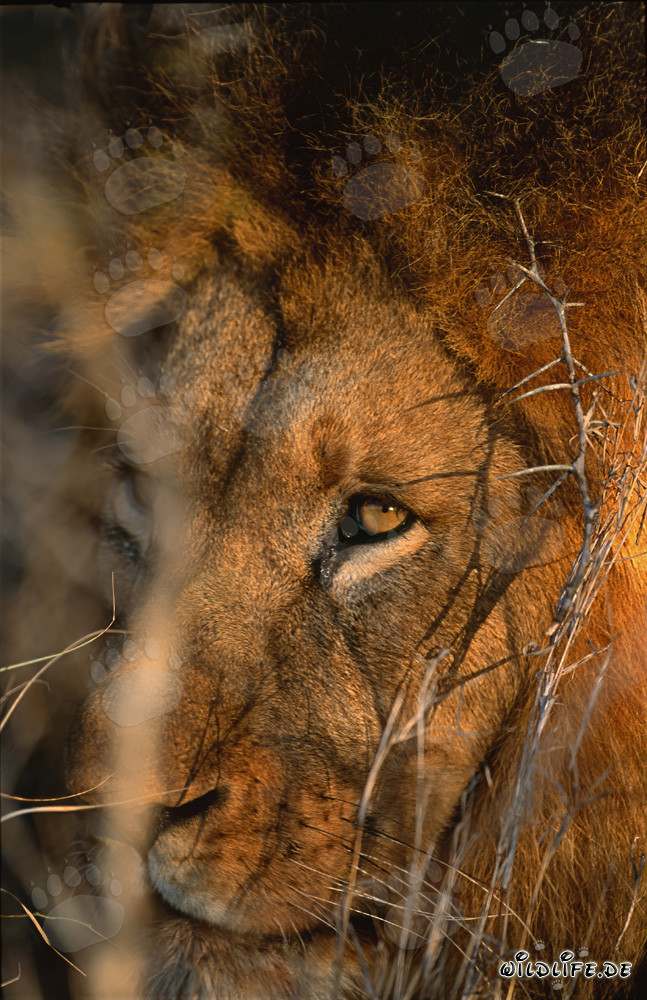 The majestic eye of the lion