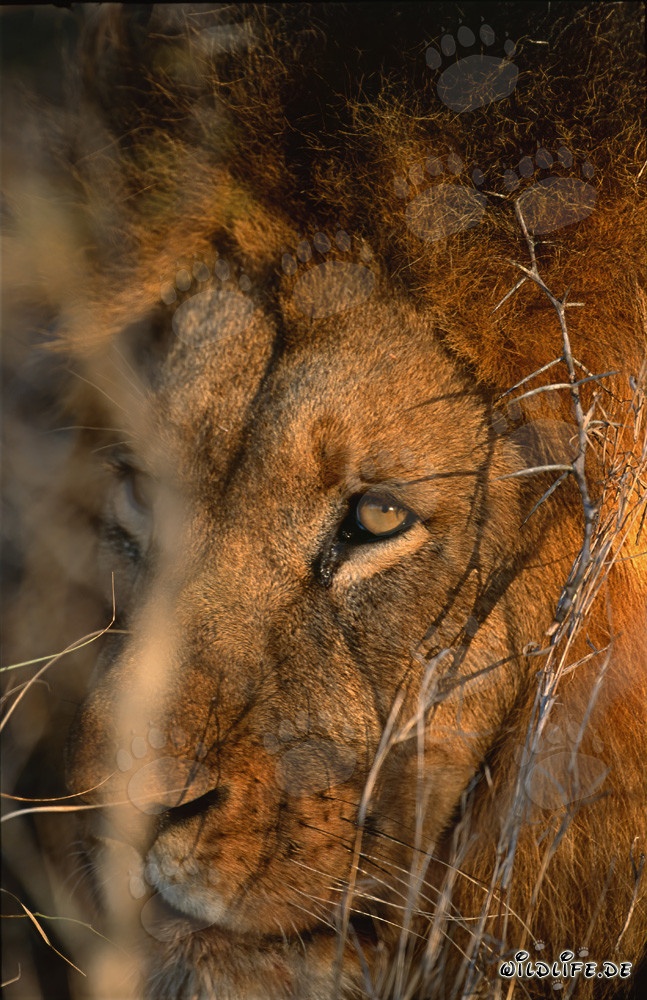 L'œil majestueux du lion
