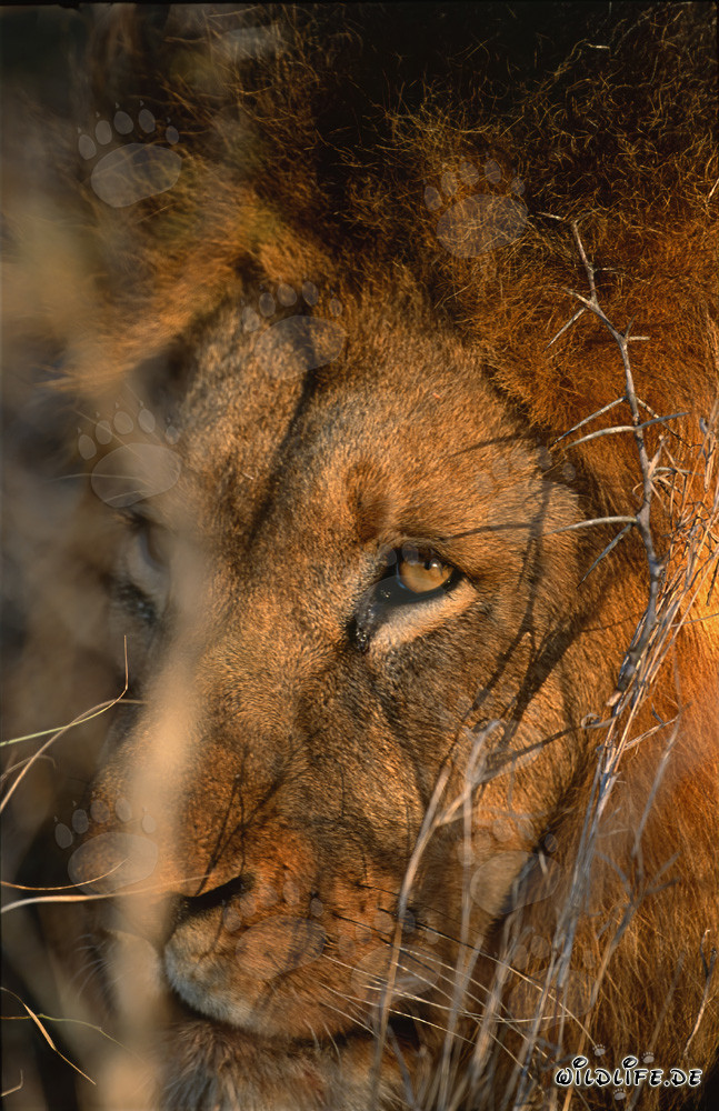 El majestuoso ojo del león