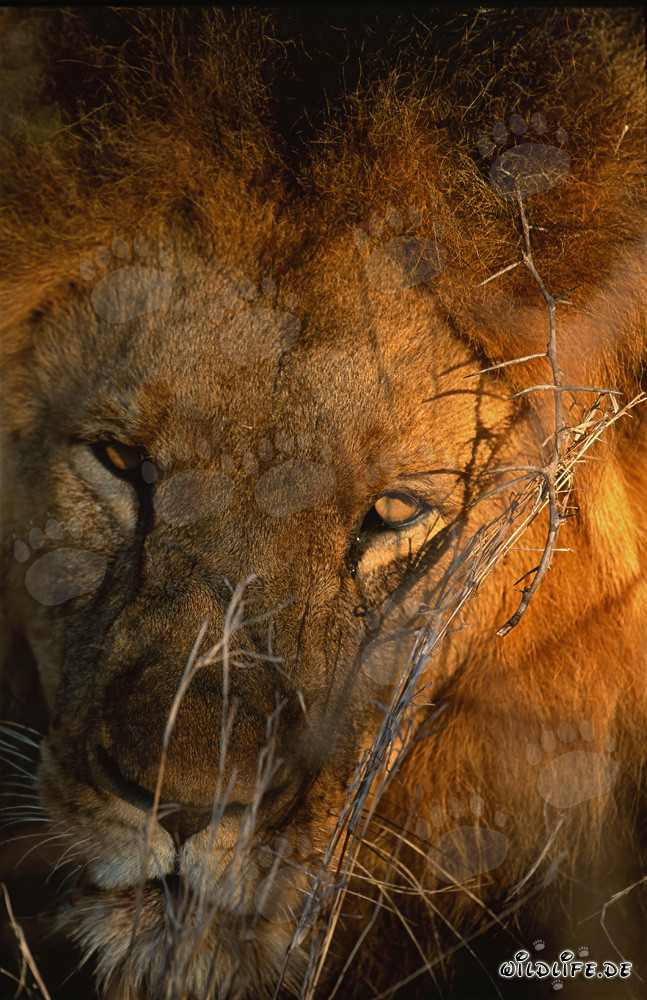 Majestic lion portrait in the African savanna