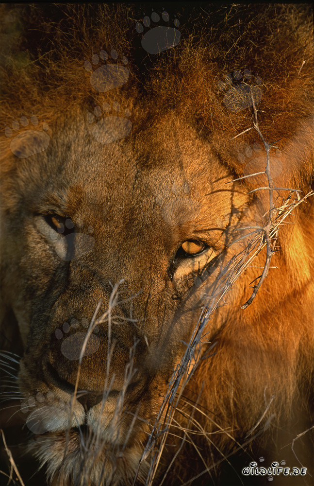 Portrait majestueux d'un lion dans la savane africaine