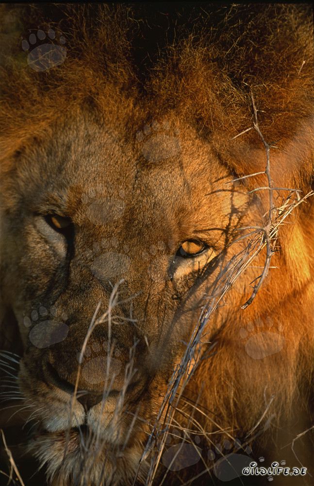 Retrato majestuoso de un león en la sabana africana