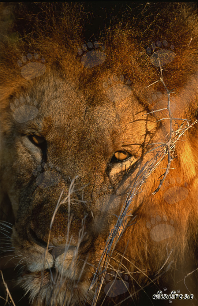 Ritratto maestoso di un leone nella savana africana