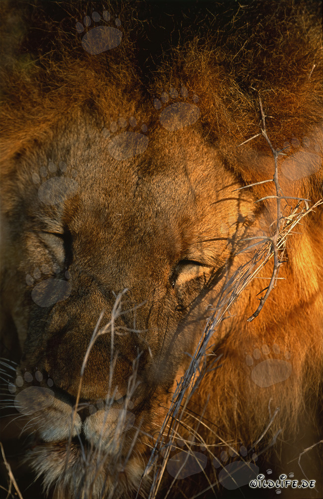 Exhausted lion resting in the savannah