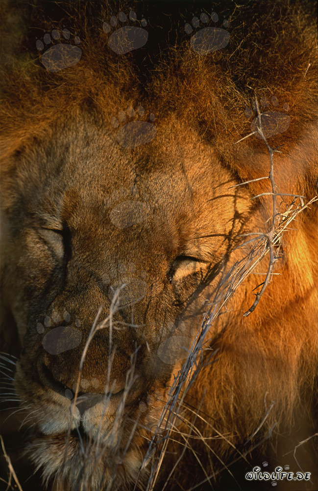 Leone esausto si riposa nella savana