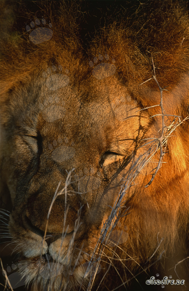 Lion épuisé se repose dans la savane