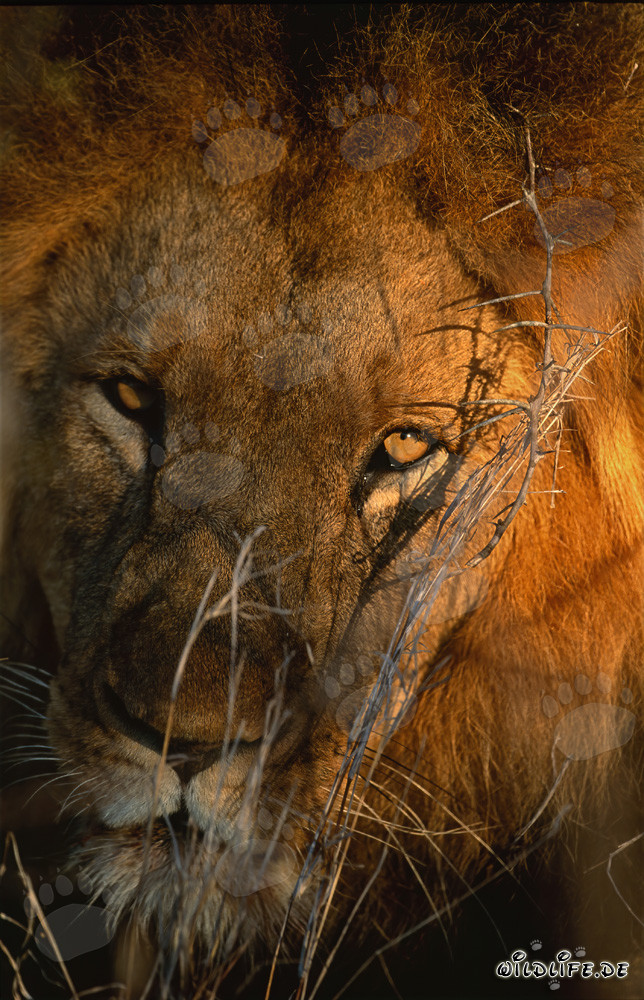 Highly concentrated lion in the savanna