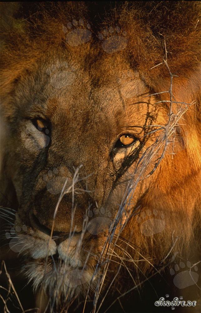 Leone altamente concentrato nella savana