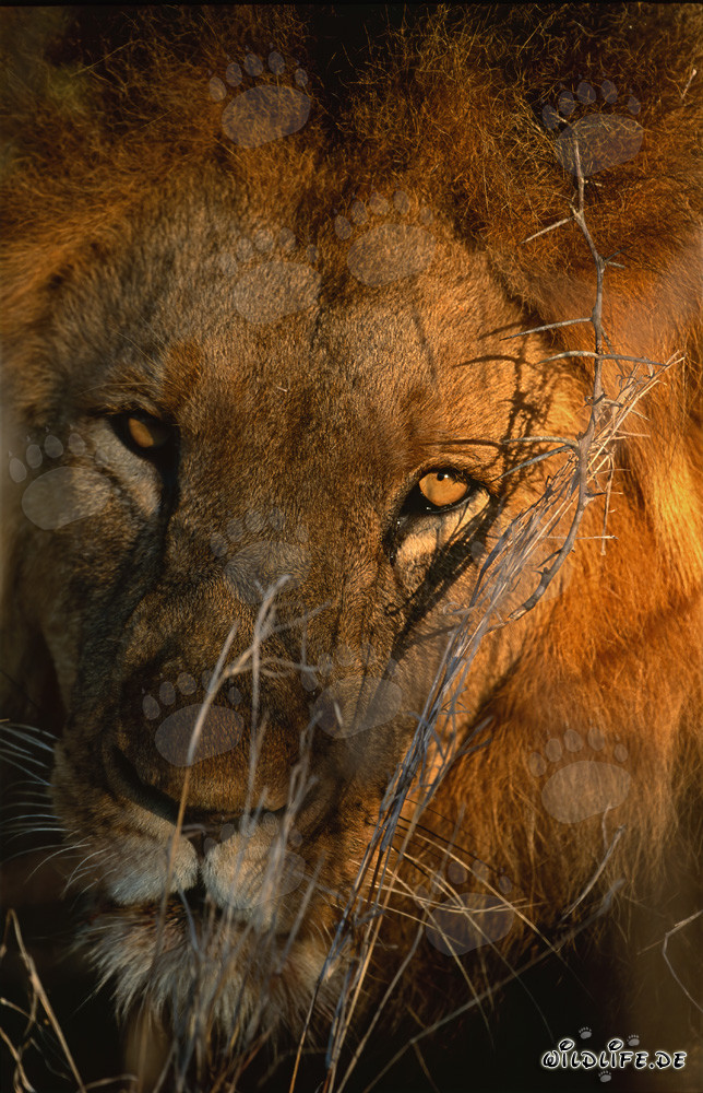 Lion hautement concentré dans la savane