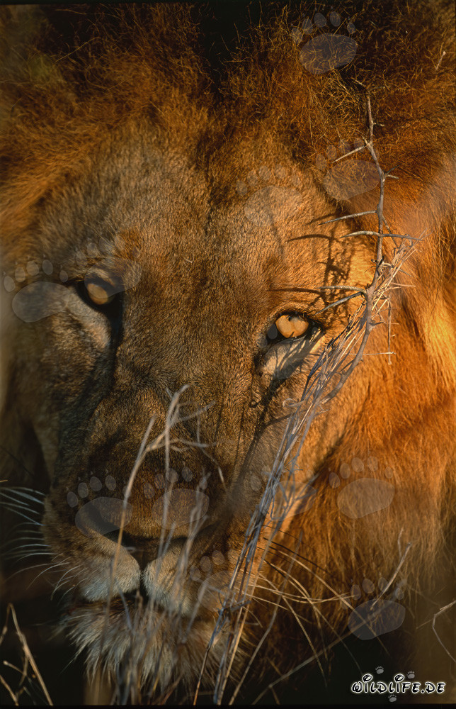 Majestic African Lion - An Impressive Portrait of the Wild