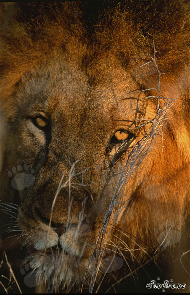 Majestätischer Afrikanischer Löwe - Ein imposantes Porträt der Wildnis