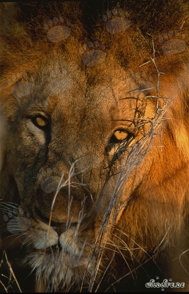 León africano majestuoso - Un retrato imponente de la naturaleza salvaje