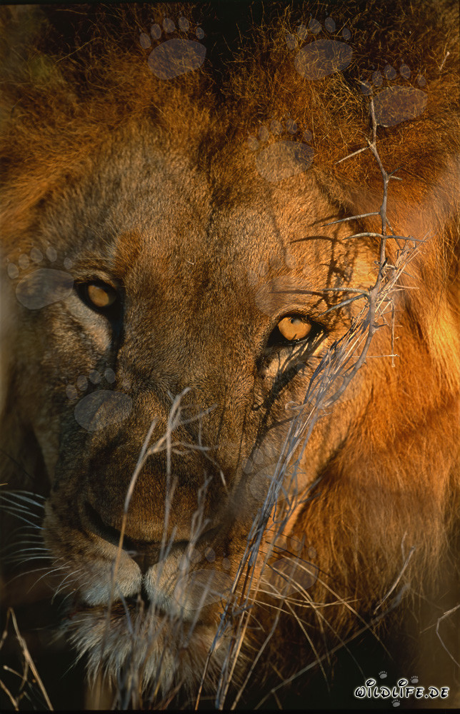 Leone africano maestoso - Un imponente ritratto della natura selvaggia