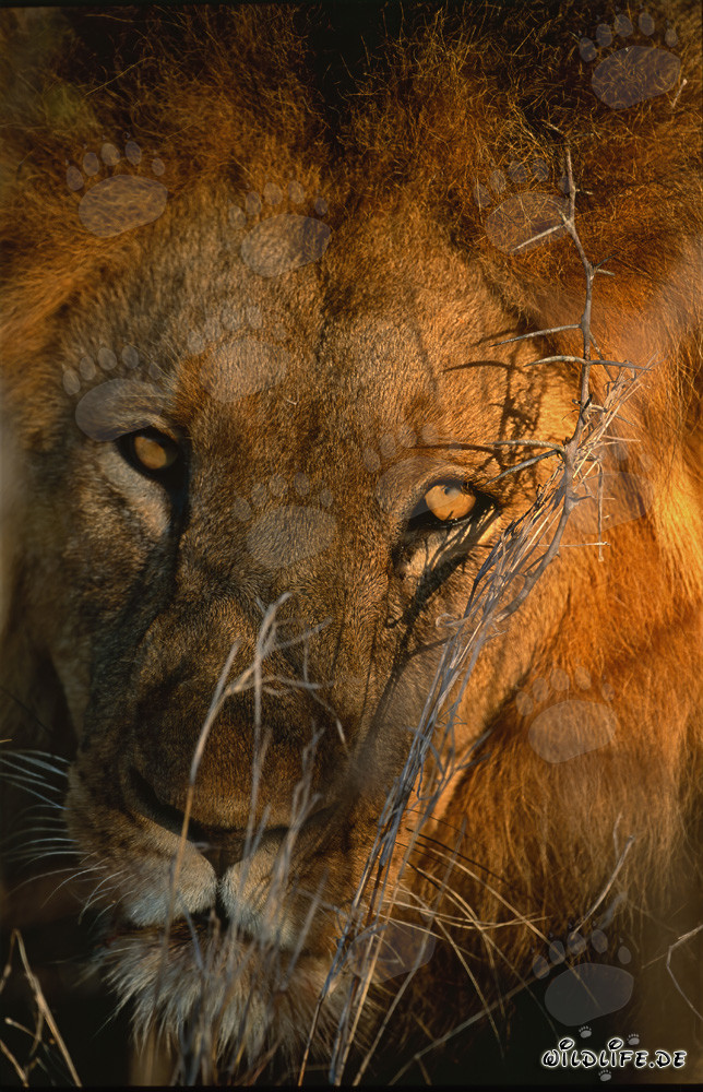 Lion africain majestueux - Un portrait imposant de la nature sauvage