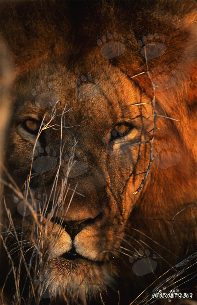Majestic Head Portrait of an African Lion