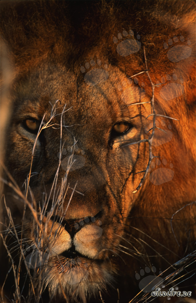 Retrato majestuoso de un león africano