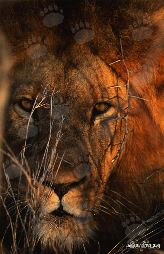 Ritratto maestoso di un leone africano
