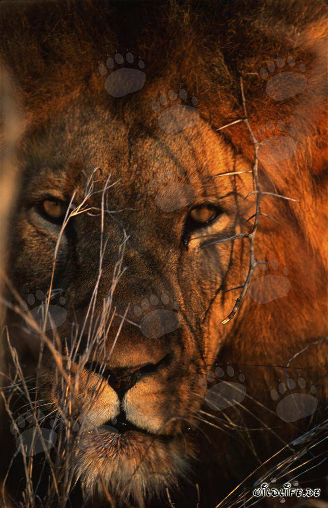 Portrait majestueux d'un lion africain