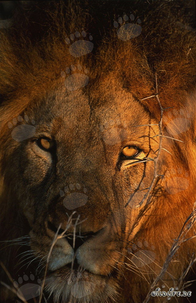 Majestic Lion Portrait in the African Savanna