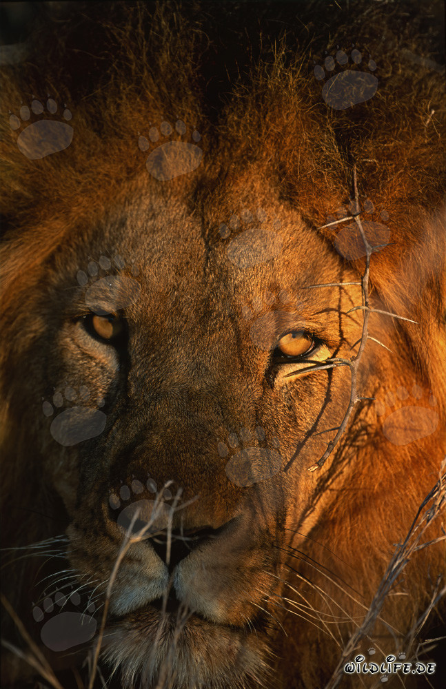 Portrait majestueux du lion dans la savane africaine