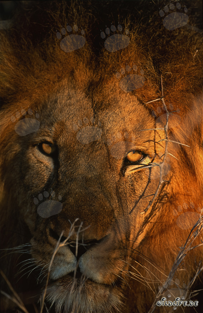 Retrato majestuoso de león en la sabana africana