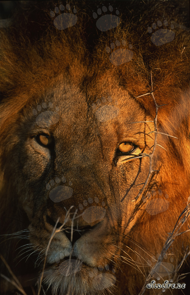 Ritratto maestoso del leone nella savana africana