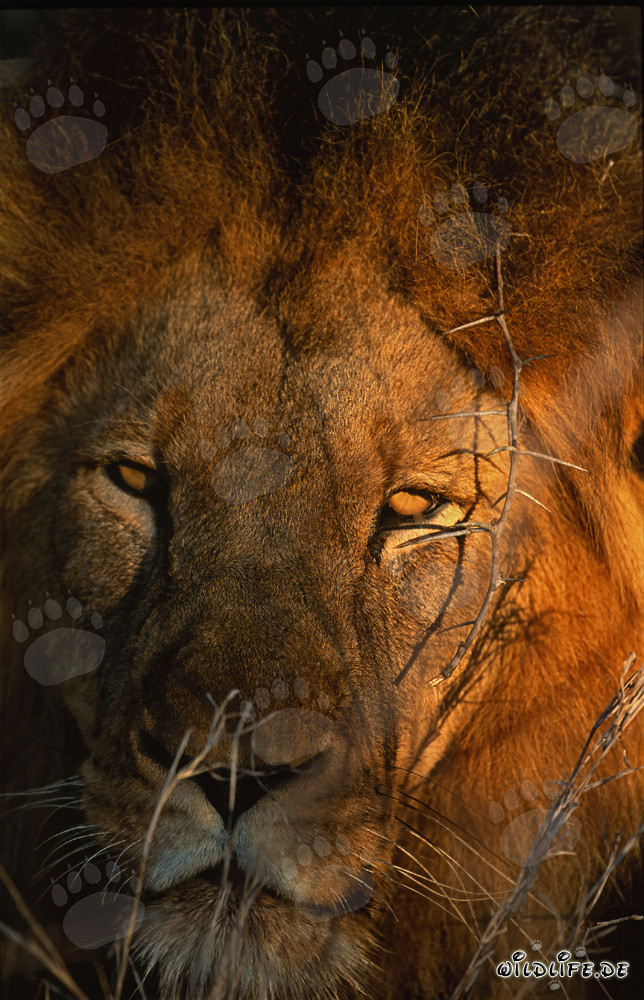 Majestic African Lion in the Morning Sun