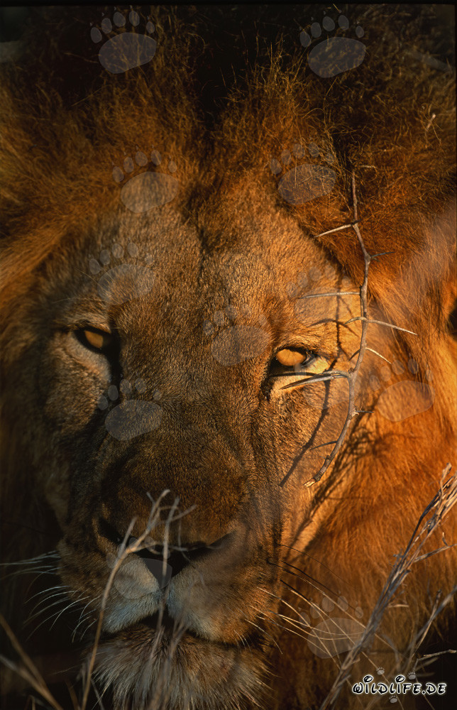 León africano majestuoso bajo el sol de la mañana