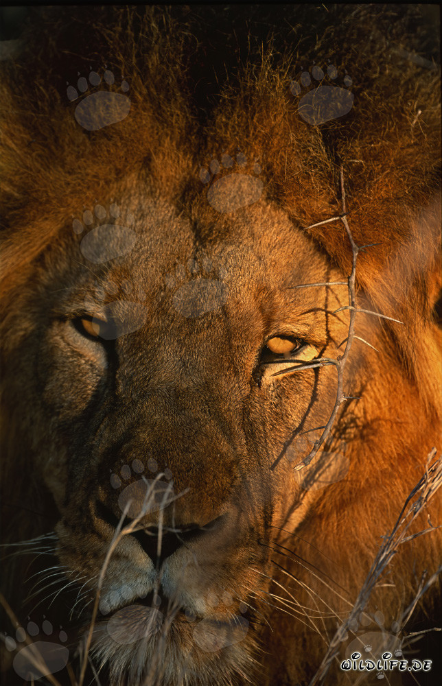 Maestoso leone africano sotto il sole del mattino